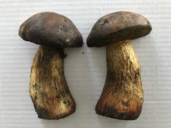 Leccinellum corsicum