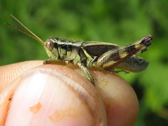 Melanoplus walshii