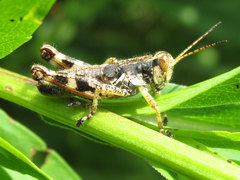 Melanoplus walshii
