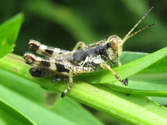 Melanoplus walshii