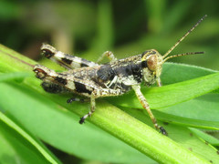 Melanoplus walshii