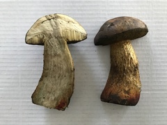 Leccinellum corsicum