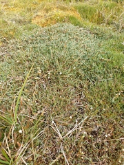 Dracophyllum prostratum