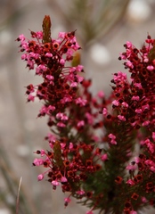 Erica globulifera