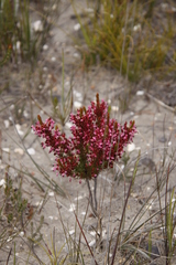 Erica globulifera