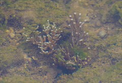 Muriceopsis sulphurea