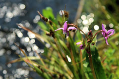 Dodecatheon