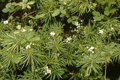 Erigeron fernandezianus