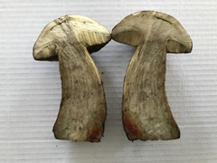 Leccinellum corsicum