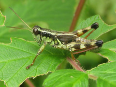 Melanoplus walshii