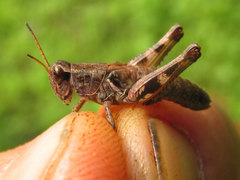 Melanoplus walshii