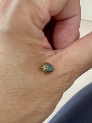 Eurypepla brevilineata