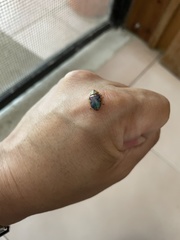 Eurypepla brevilineata