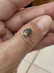 Eurypepla brevilineata