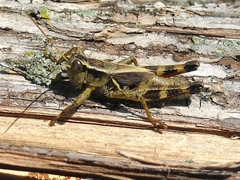 Melanoplus walshii