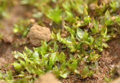Chenia leptophylla