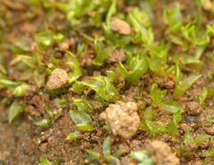 Chenia leptophylla