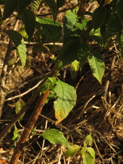 Ledenbergia peruviana