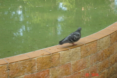Columba livia domestica
