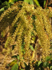 Ledenbergia peruviana