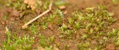 Chenia leptophylla