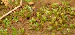 Chenia leptophylla
