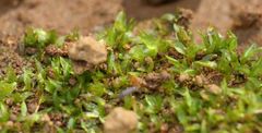 Chenia leptophylla