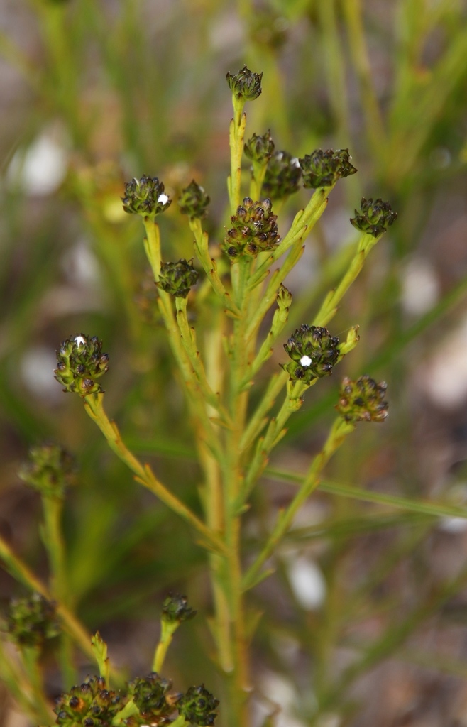 Thesium densiflorum