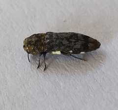 Coraebini