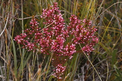 Erica globulifera