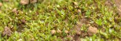 Chenia leptophylla