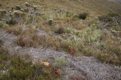 Erica globulifera