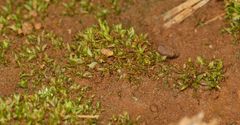 Chenia leptophylla