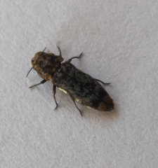 Coraebini