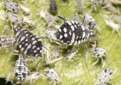 Aphis maculatae