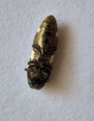 Coraebini