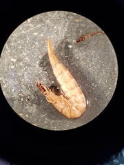 Thermonectus