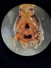 Thermonectus
