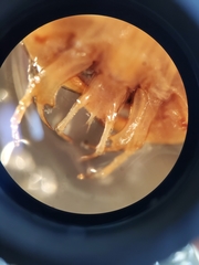 Thermonectus