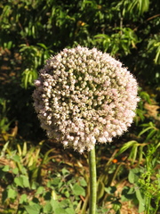 Allium porrum