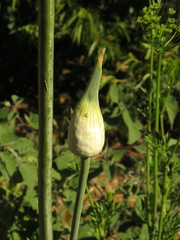 Allium porrum