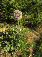 Allium porrum