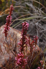 Erica globulifera
