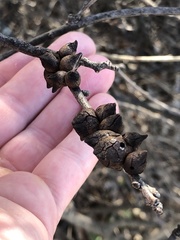 Disholcaspis pattersoni