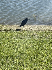 Egretta caerulea