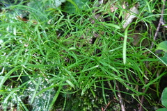 Moehringia muscosa