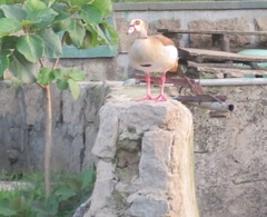 Alopochen aegyptiaca