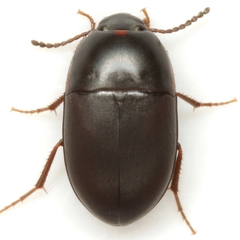Gondwanocrypticus obsoletus