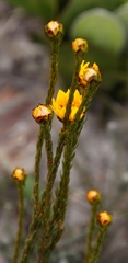 Lachnaea aurea