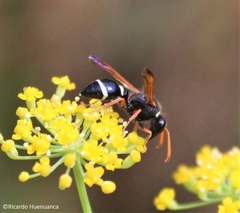 Hypodynerus coarctatus